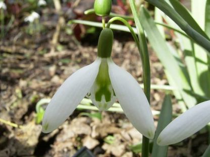 Galanthus 'Curly'