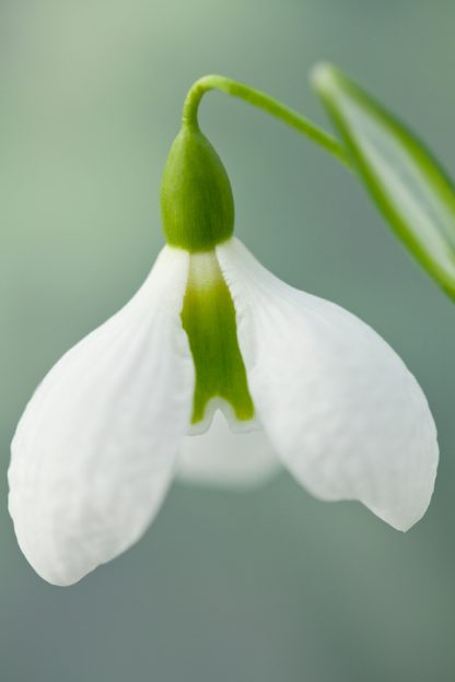 Galanthus 'Diggory' (plicatus)