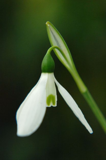 Galanthus 'Donald Simms Early' (elwesii hiemalis group)