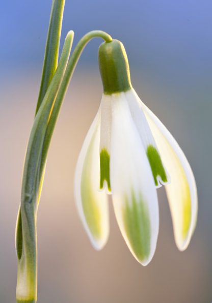 Galanthus 'Elfin' (nivalis)