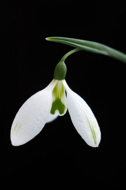 Galanthus 'Green Hayes'