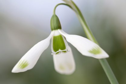 Galanthus 'Ivy Cottage Green Tip'