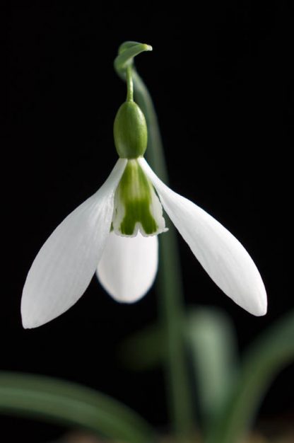 Galanthus 'John Gray'