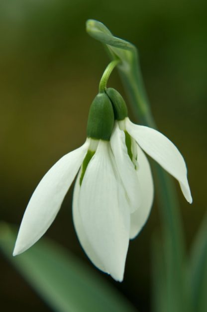 Galanthus 'Kite' (elwesii)