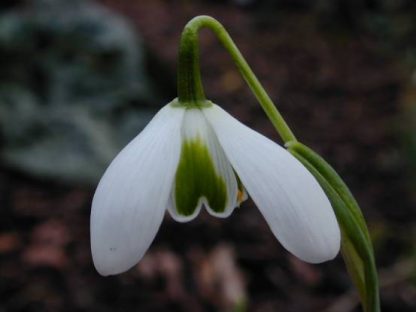 Galanthus 'Lavinia'