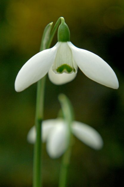 Galanthus 'Mrs Macnamara' elwesii