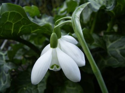 Galanthus 'Mrs Thompson'