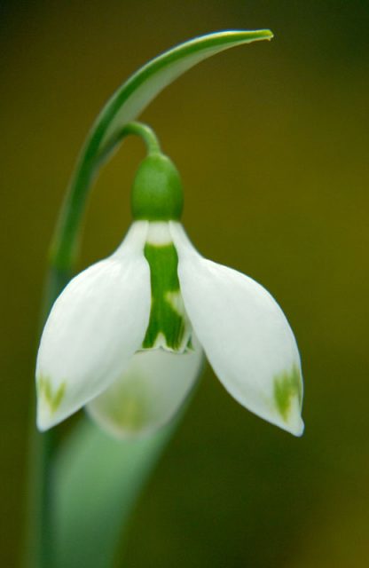 Galanthus 'Selborne Green Tips' (Elwesii)