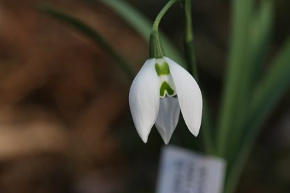 Galanthus 'St Pancras'