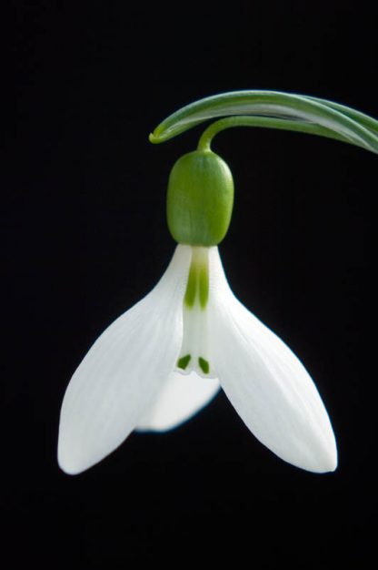 Galanthus 'fosteri'