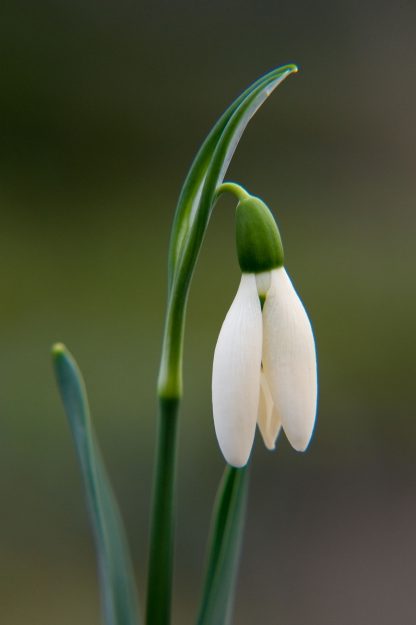 Galanthus 'Anglesey Orange Tip'