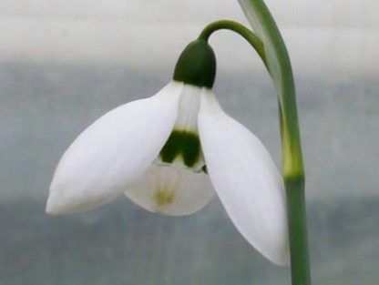 Galanthus 'Helen Tomlinson'