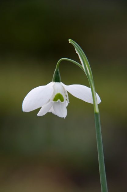 Galanthus 'Natalie Garton' (elwesii)