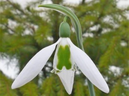 Galanthus 'X-Files' elwesii