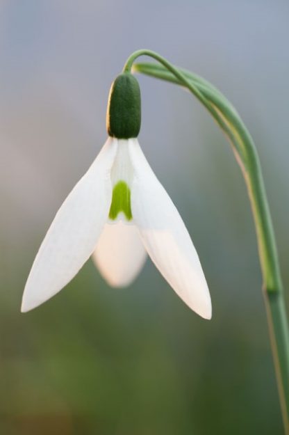 Galanthus 'Santa Claus'