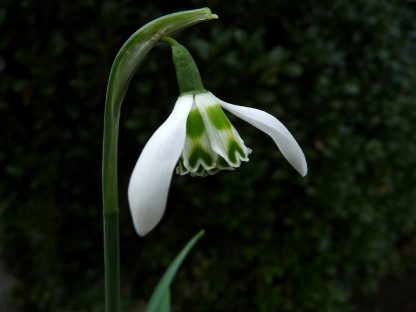 Galanthus 'Heffalump'