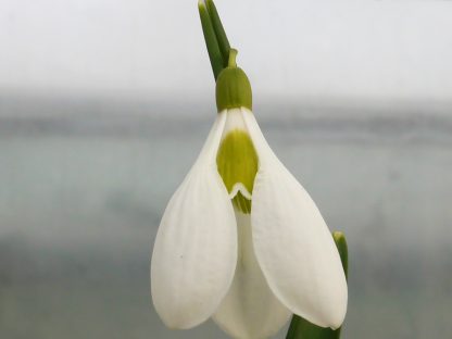 Galanthus 'Castle plum' x1