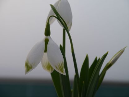 Galanthus 'Chantry Bonus'